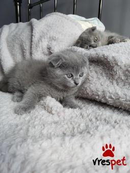 Ράτσα: Άγνωστο - Ημίαιμο | Ηλικία: 2,5 μηνών | Φύλο: Θηλυκό | Αρ. Microchip: 978061292 | Ιδιώτης | Pedigree | Περιοχή: Αθήνα, Αττική